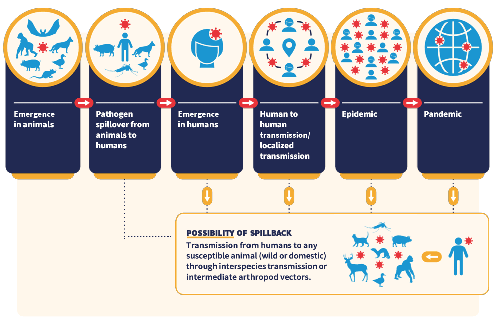 Emerging Diseases - WHO Framework.png