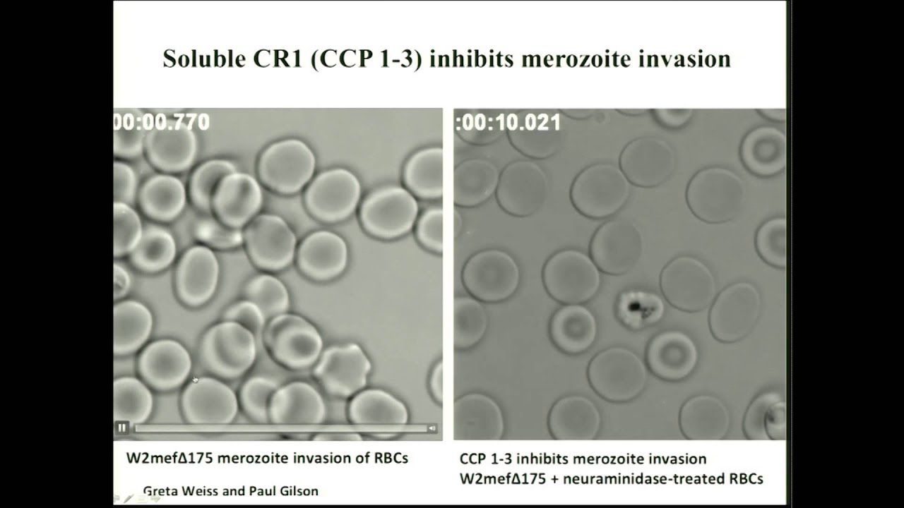 Alan Cowman, Walter and Eliza Hall Institute of Medical Research