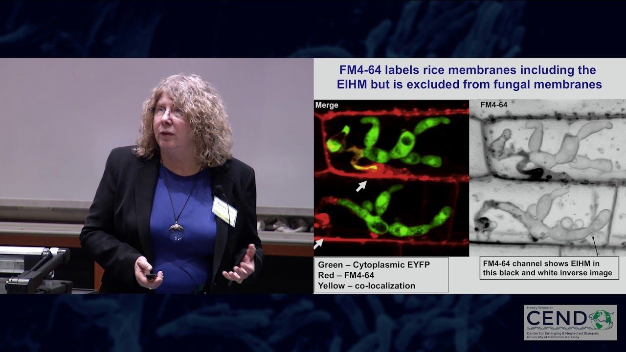 Barbara Valent, Kansas State University