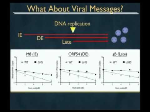 Britt Glaunsinger, UC Berkeley