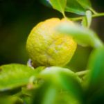 CEND Symposium Speaker Dr. Hailing Jin finds first substance capable of controlling citrus greening
