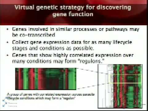 Elizabeth Winzeler, The Scripps Research Institute