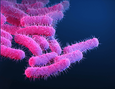 UC Berkeley researchers develop the first oral infection mouse model for Shigella infection that recapitulates human disease