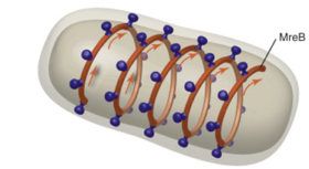 Apr 27, 2016: Bacterial actin MreB