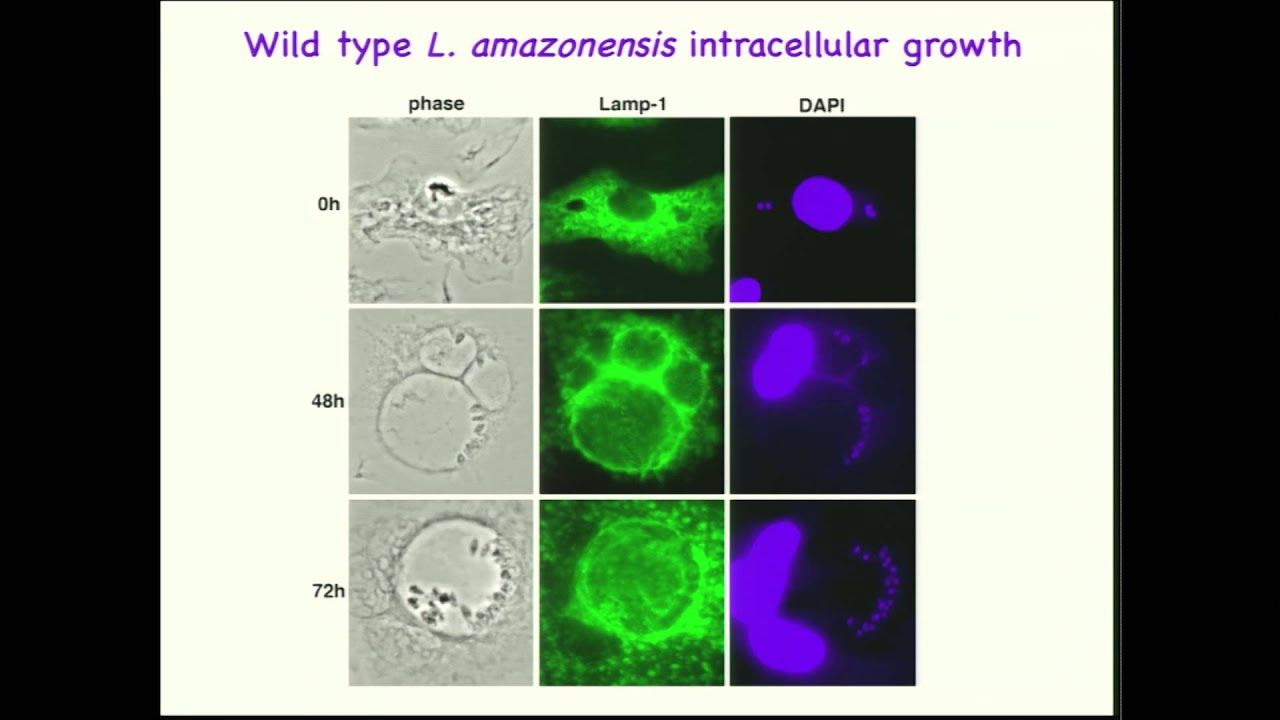 Norma Andrews, University of Maryland